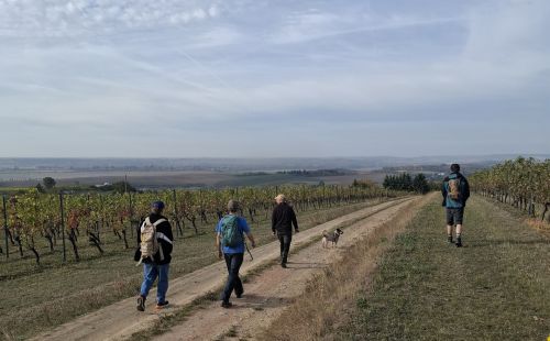 Teamtag G.E.O.S. Niederlassung Halle: Wanderung durch Weinberge bei Höhnstedt, Einblicke in Geologie der Subrosionssenke am Süßen See
