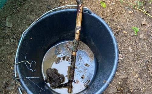 Neues Hochwasserrückhaltebecken an der Bobritzsch: G.E.O.S übernimmt ökologische Baubegleitung